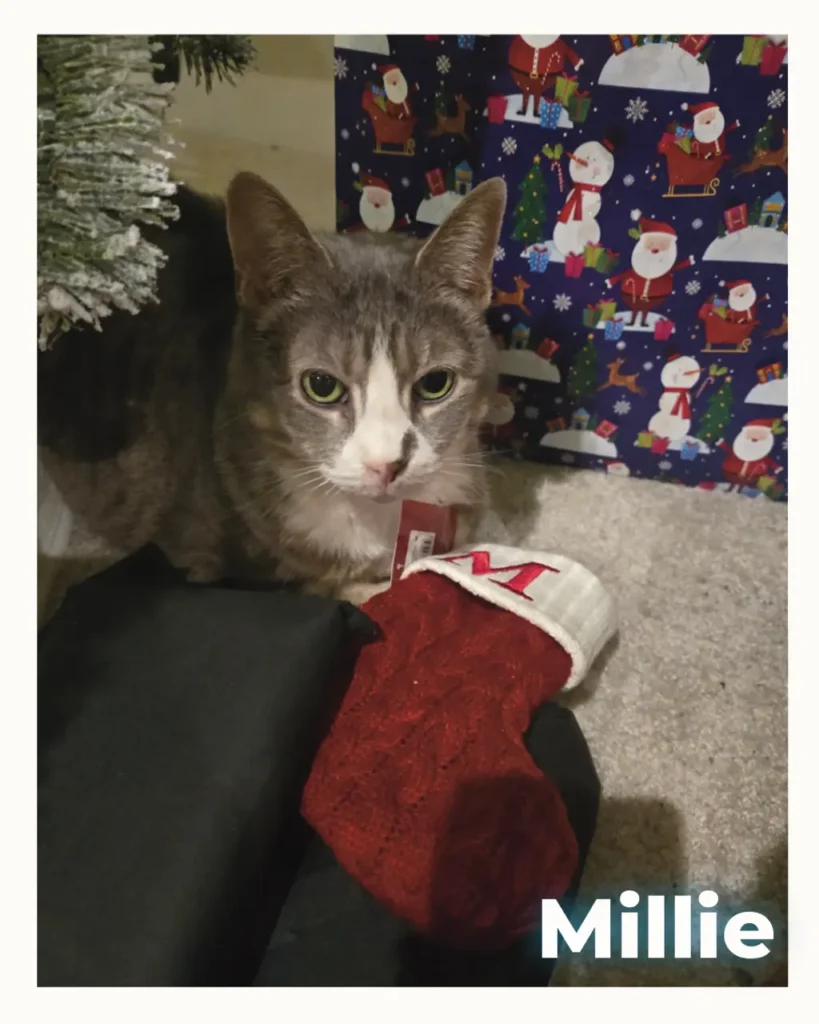 A sweet gray and white cat who was euthanized at home