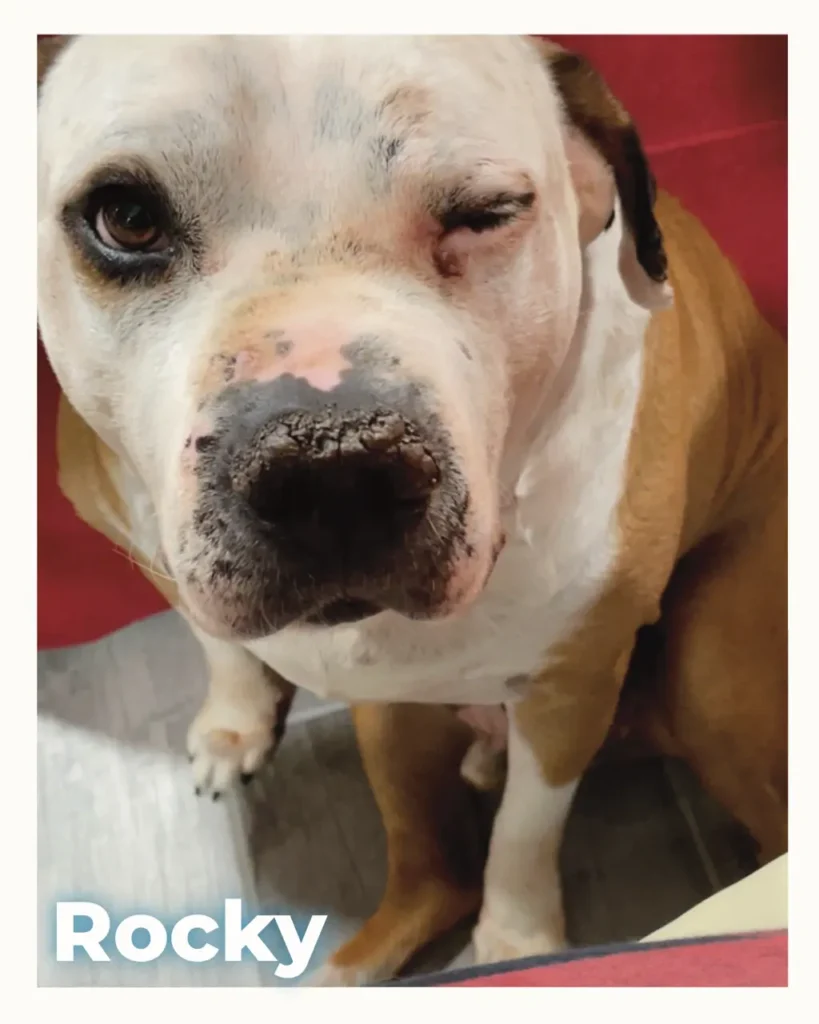 An adorable large breed dog who received an in home pet euthanasia