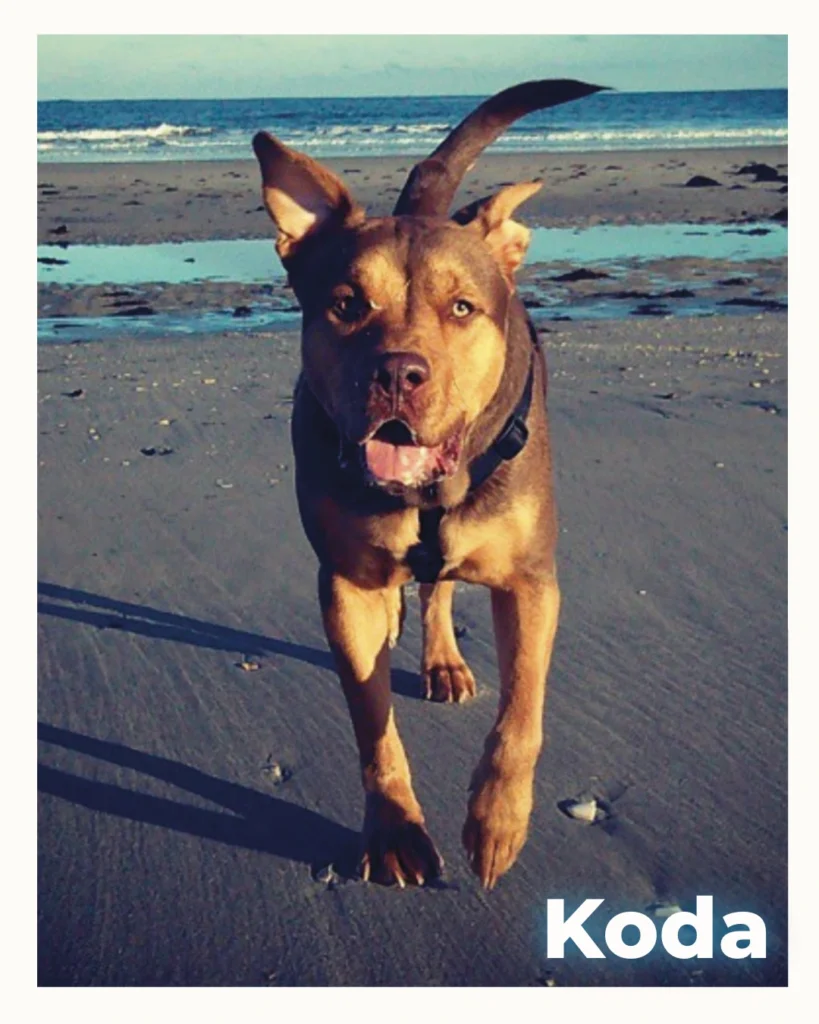 A handsome dog who was euthanized at home