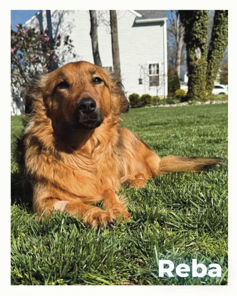 A beautiful long-haired dog who received an in home euthanasia