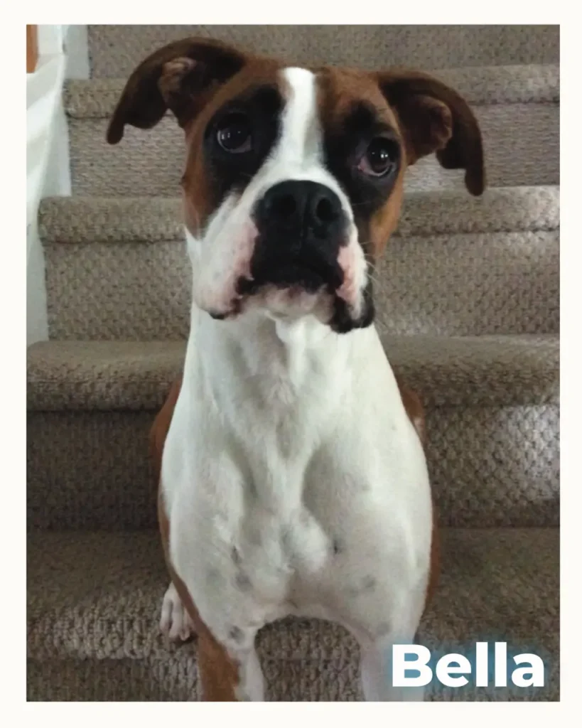 Portrait of a brown and white boxer-type dog sitting on carpeted stairs, labeled with the name Bella in the bottom right.
