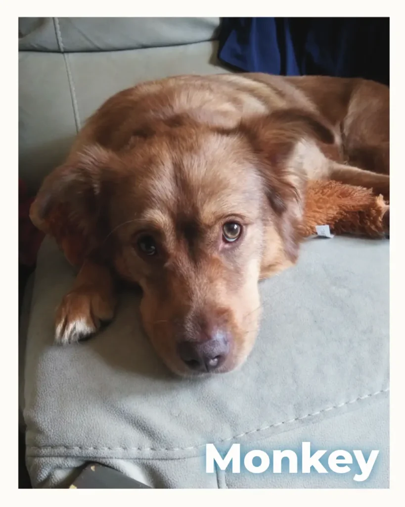 Brown dog resting on a light gray couch, looking at the camera; the word 'Monkey' appears in white text at bottom right.