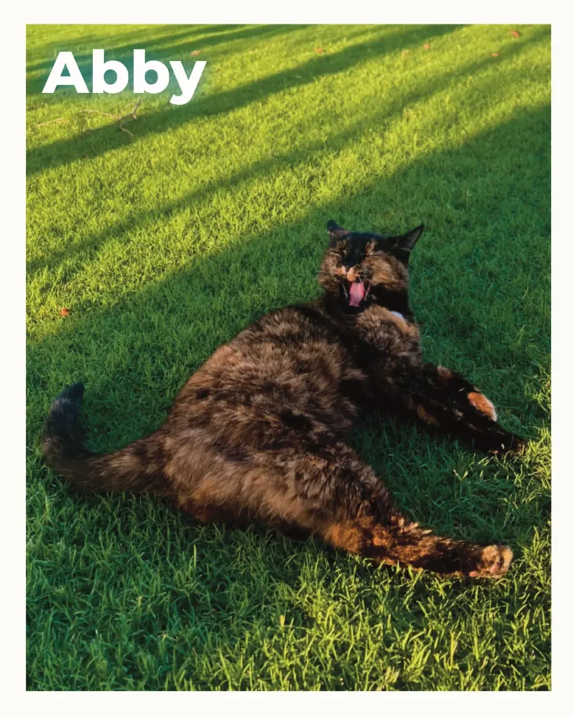 Sweet female cat that received in home pet euthanasia pictured outside enjoying the sun