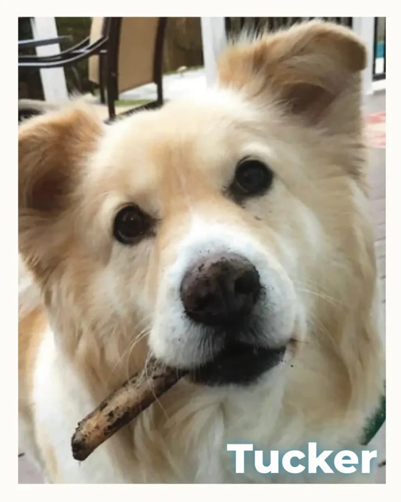 Tucker, a light-furred dog, holds a stick in its mouth and looks at the camera.