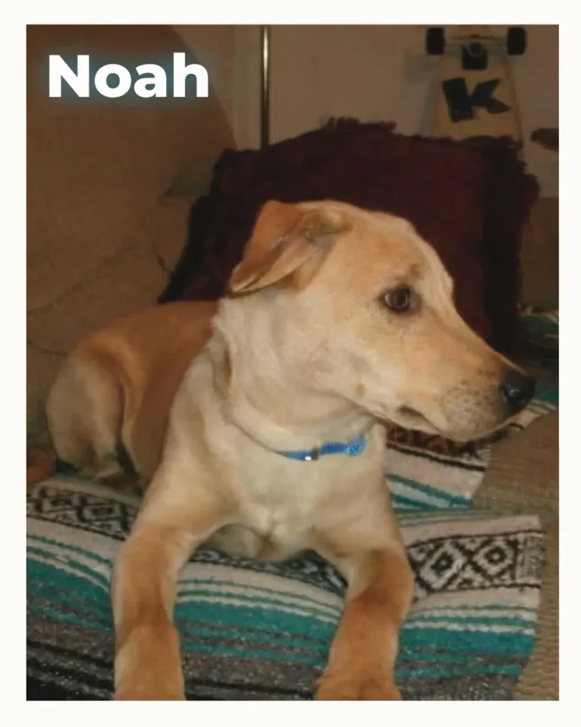 Dog named Noah lying on a blue-striped blanket indoors, looking to the right.