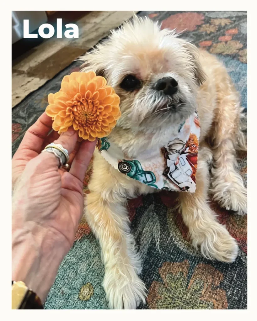 Small fluffy dog named Lola wearing a patterned scarf, sitting on a rug as a hand holds an orange chrysanthemum near its face.