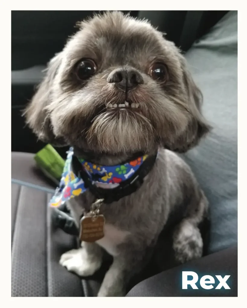Sweet small dog in a car seat, wearing a blue colorful bandana and a name tag; Rex looks at the camera.