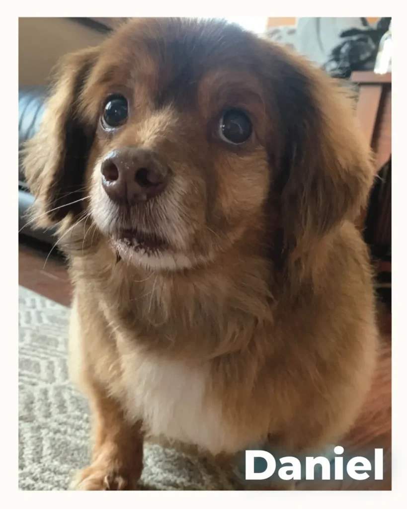 Close-up of Daniel, a fluffy brown dog with big dark eyes, indoors on a rug.