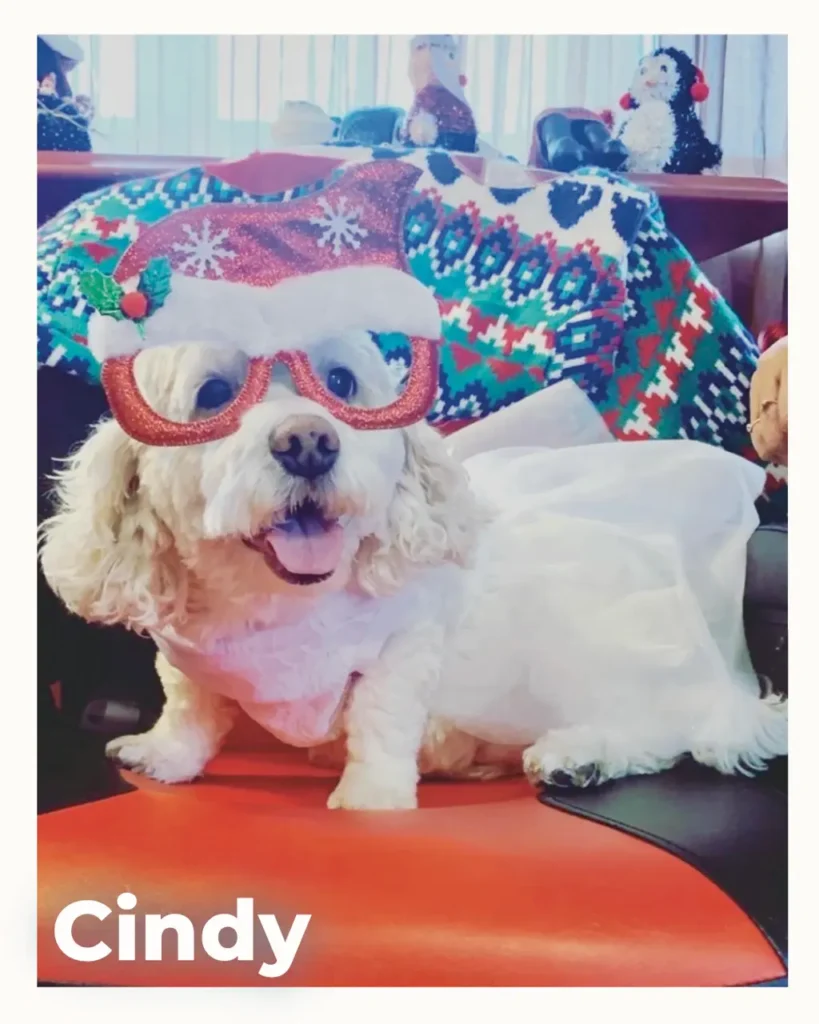 White fluffy dog wearing red glittery sunglasses, sitting on an orange surface with a colorful holiday blanket in the background; 'Cindy' text in the corner.
