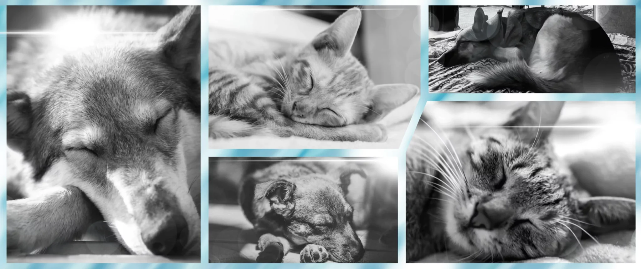 Collage of dogs and cats reflecting compassionate in home euthanasia in Basking Ridge, NJ