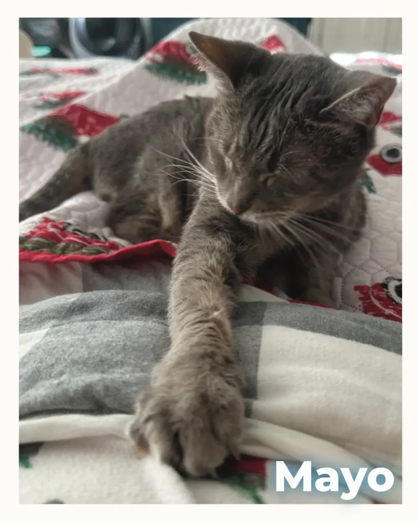 Gray tabby kitten named Mayo reaching a paw toward the camera on a patterned quilt.