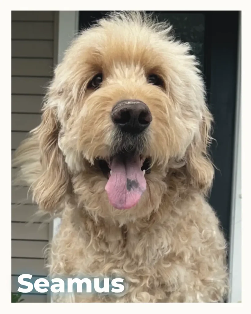 Close-up of a fluffy beige dog with its pink tongue out on a porch; the name Seamus is visible in the corner.