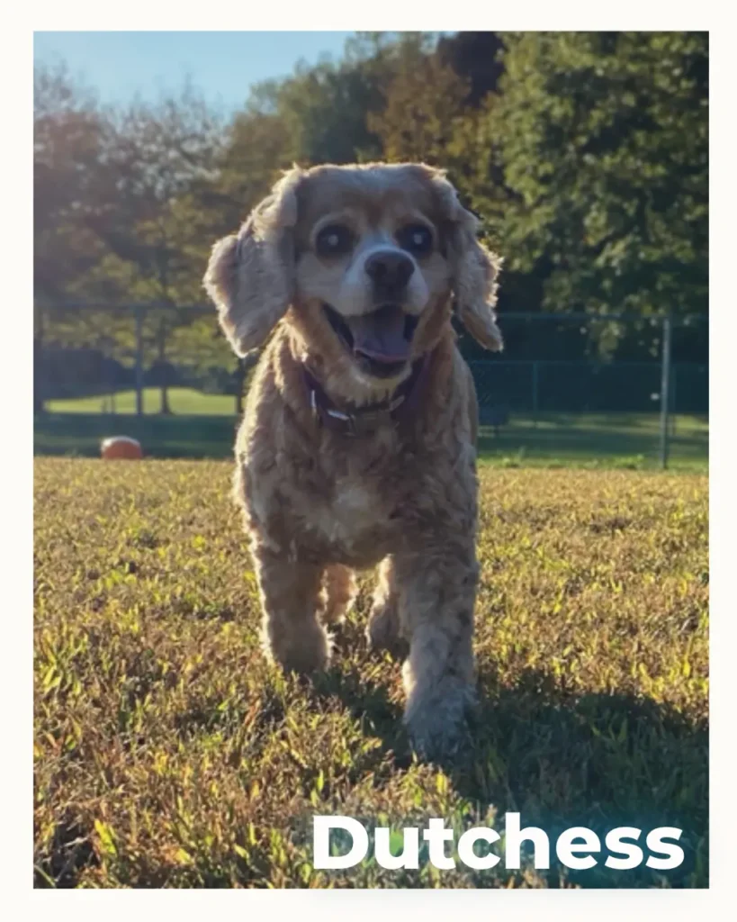 Dog running toward the camera in a sunlit park; the name 'Dutchess' appears in bold white text at the bottom.