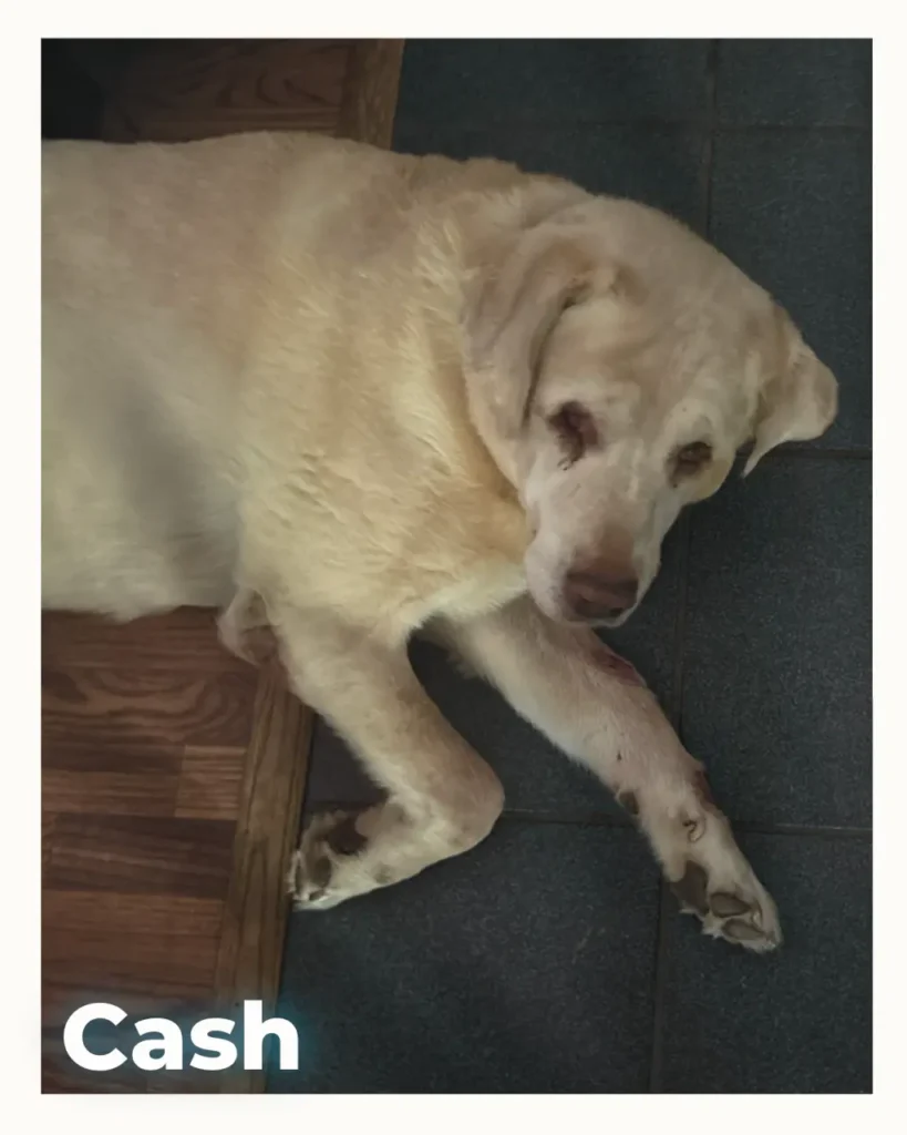 Large cream-colored dog lying on a dark tile floor beside a wooden threshold, with the name 'Cash' shown in the bottom-left corner