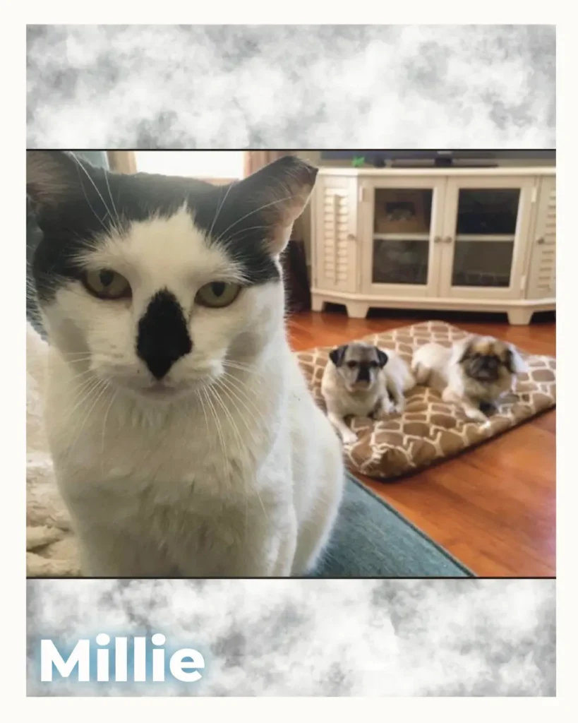 Close-up of a white cat with a black nose in the foreground, with two small dogs on a patterned rug in a living room; caption reads 'Millie'.