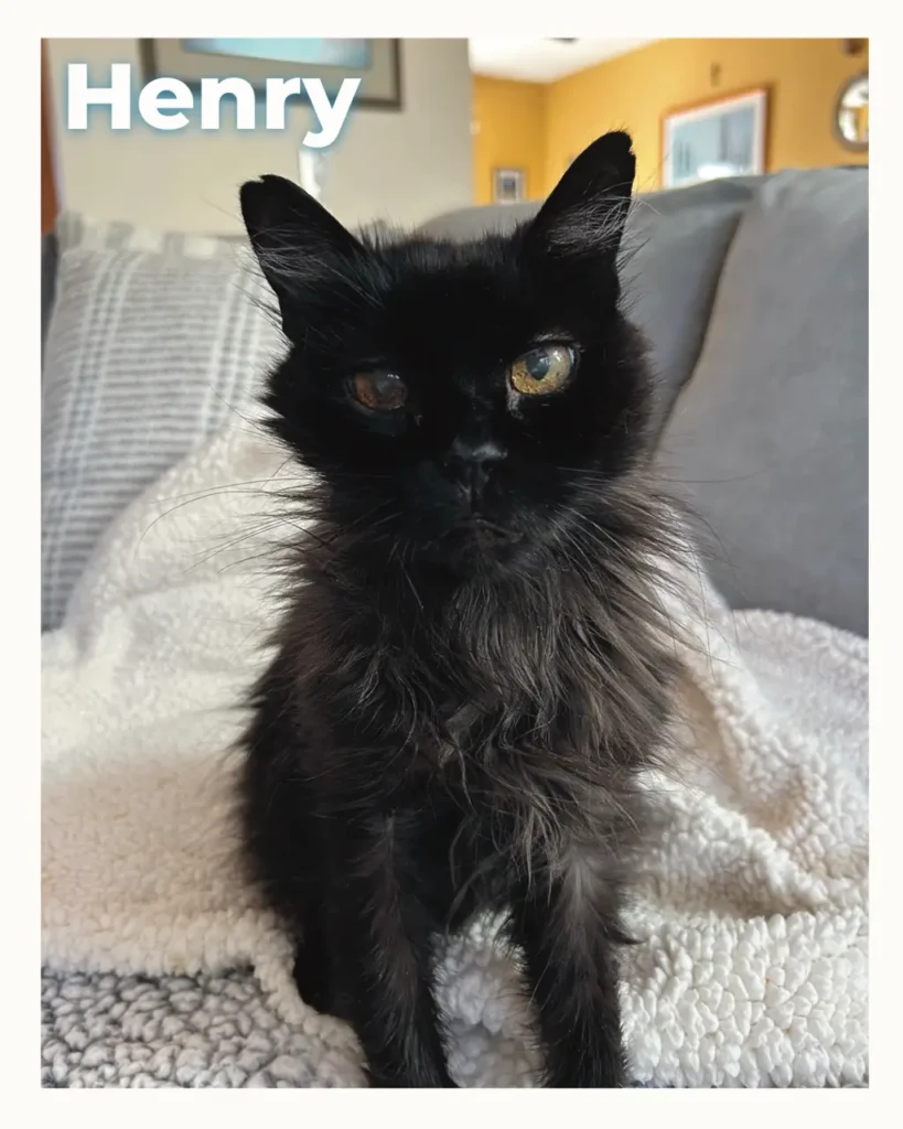 Henry, a fluffy black cat, sits on a white fleece blanket with a living room in the background.