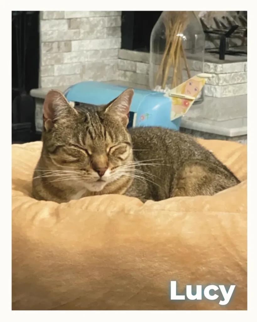 Sleeping tabby cat named Lucy resting on a tan cushion.