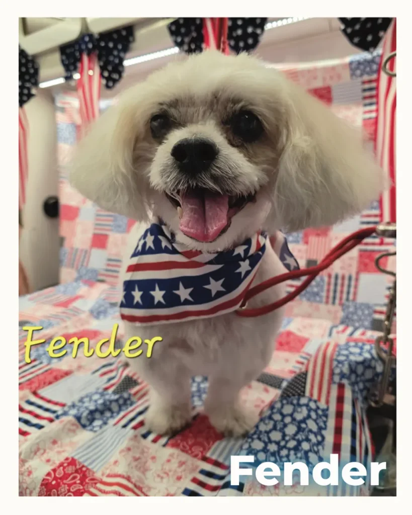 Small white dog in a star-spangled bandana on a patriotic red/white/blue quilt, name Fender visible in the image.