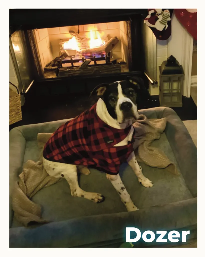 Dog named Dozer wearing a red plaid coat sits on a gray sofa in front of a lit fireplace.