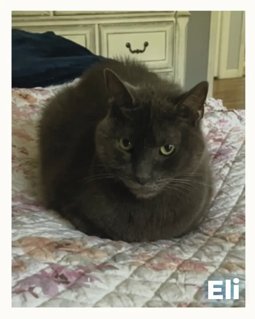 Fluffy gray cat sitting on a floral quilt, facing the camera; the name Eli appears in the bottom-right corner.