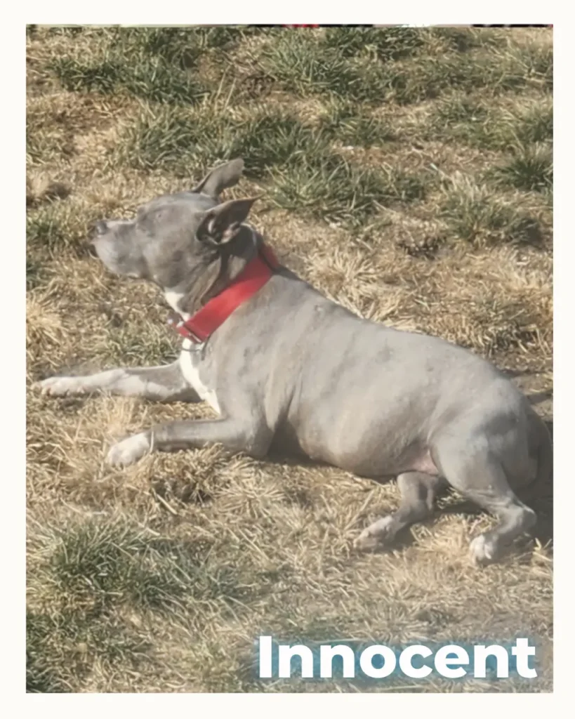 Gray pit bull wearing a red collar lying on dry grass, looking upward; captioned 'Innocent'.