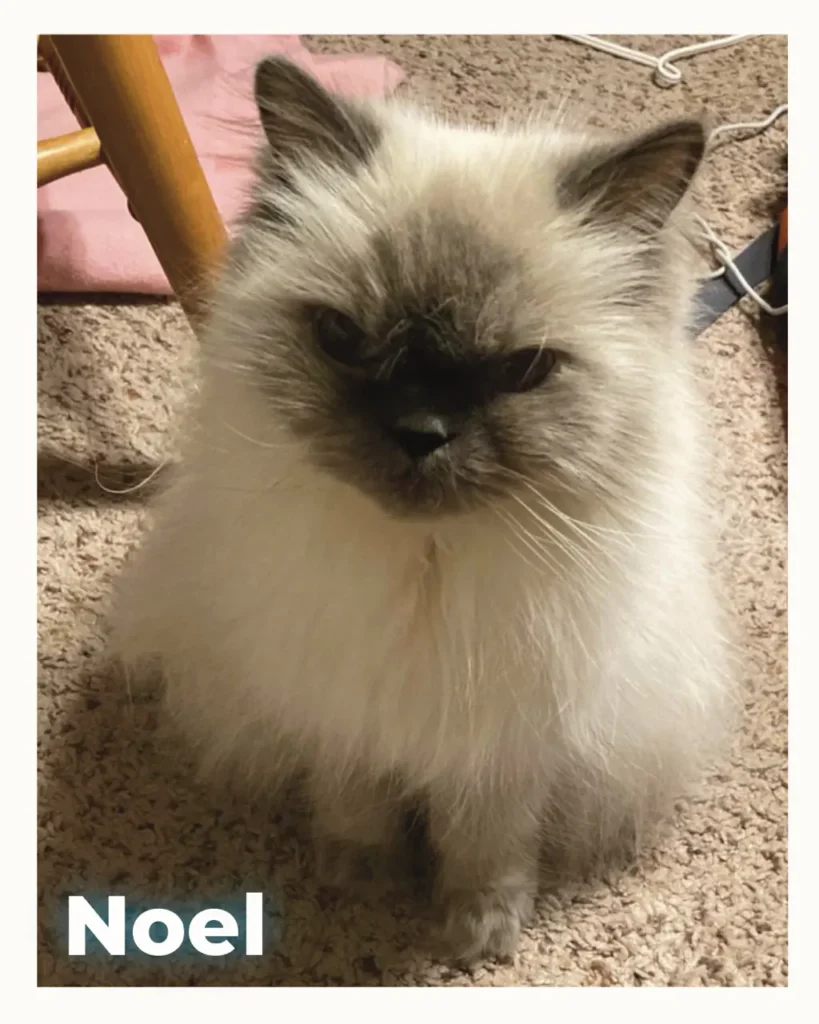Fluffy light-gray cat with dark face sitting on a beige carpet; name Noel appears at bottom left of the image.